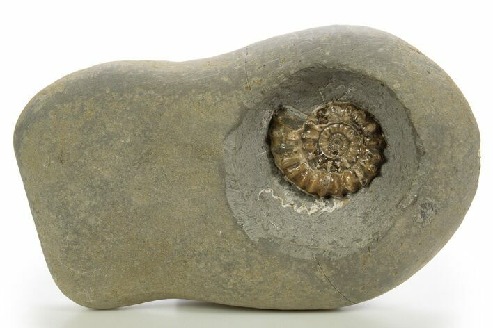 Ammonite (Xipheroceras) Fossil In Concretion - England #316258